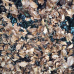 Green Beech Hedge Plants: Fagus sylvatica Hedging, photograph 3