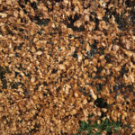 Green Beech Hedge Plants: Fagus sylvatica Hedging, photograph 5