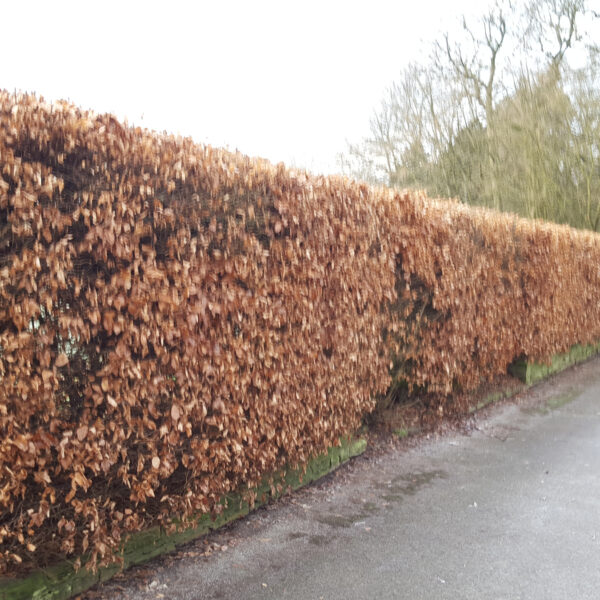 Green Beech Hedge Plants: Fagus sylvatica Hedging