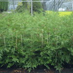 Green Leylandii Hedge Plants: Pot Grown Conifer Hedging, photograph 2