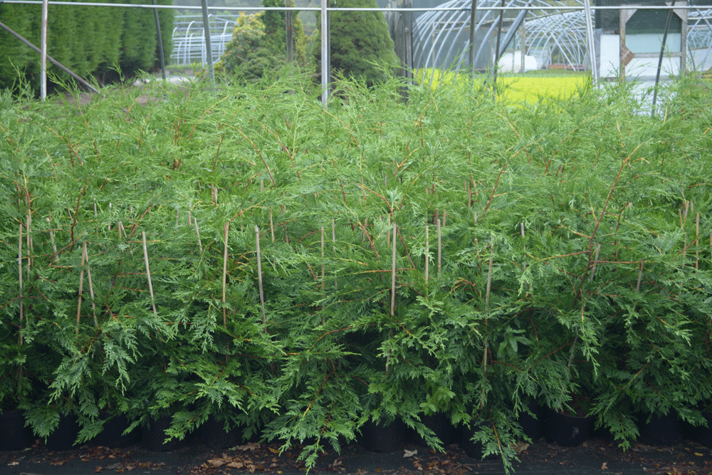 Supplier stock photograph of green leylandii 90-120cm