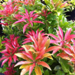 Pieris Mountain Fire Shrub: Pieris japonica 'Mountain Fire', photograph 1