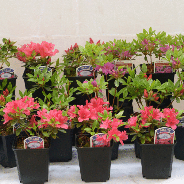 Mixed Japanese Azalea Shrubs (Evergreen Collection)