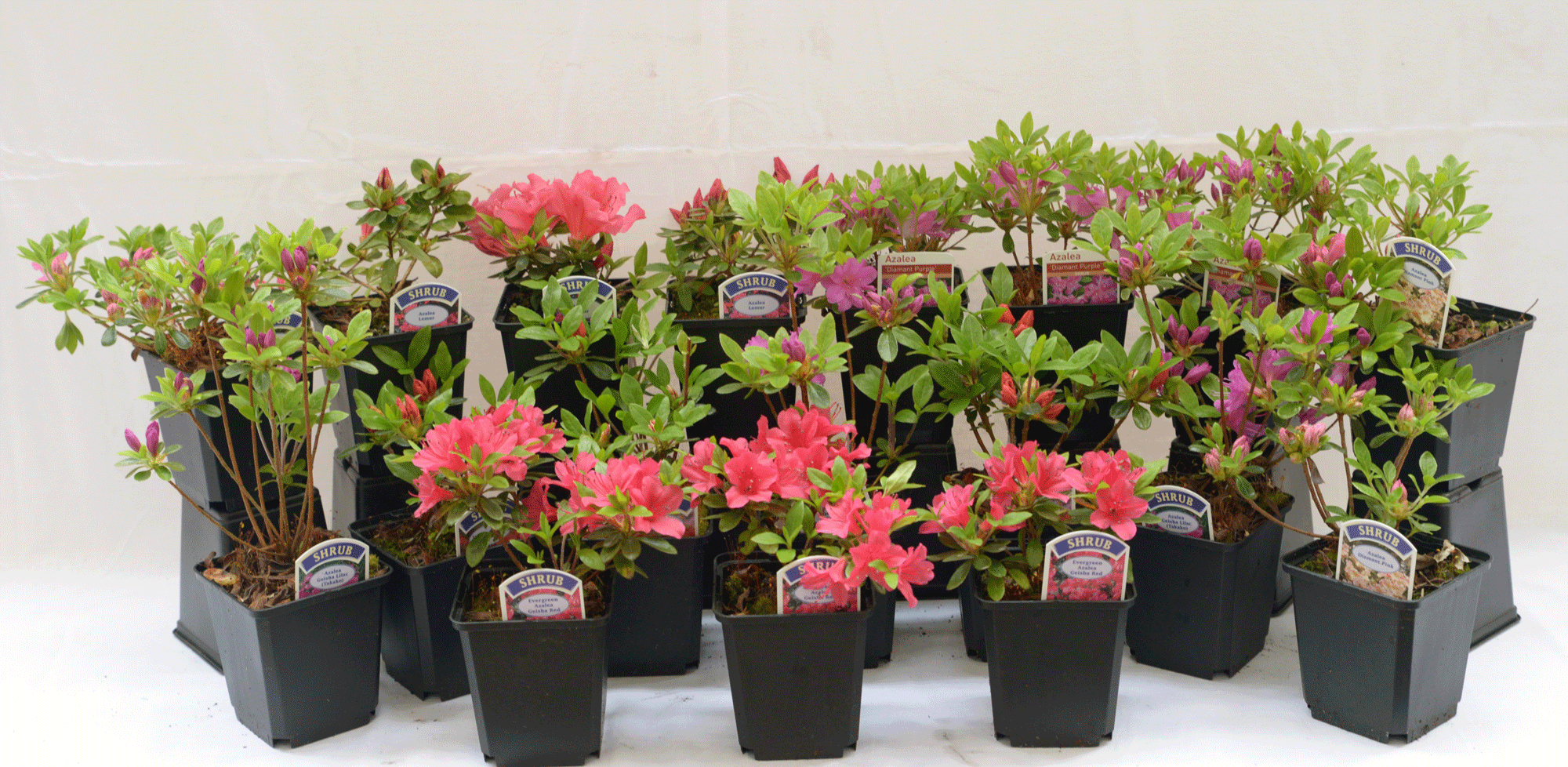 Supplier stock photograph of 4 mixed japanese azaleas