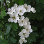 Common Hawthorn Hedging Plants (Crataegus monogyna), photograph 1