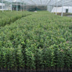 English Holly Hedge Plants (Ilex aquifolium), photograph 3