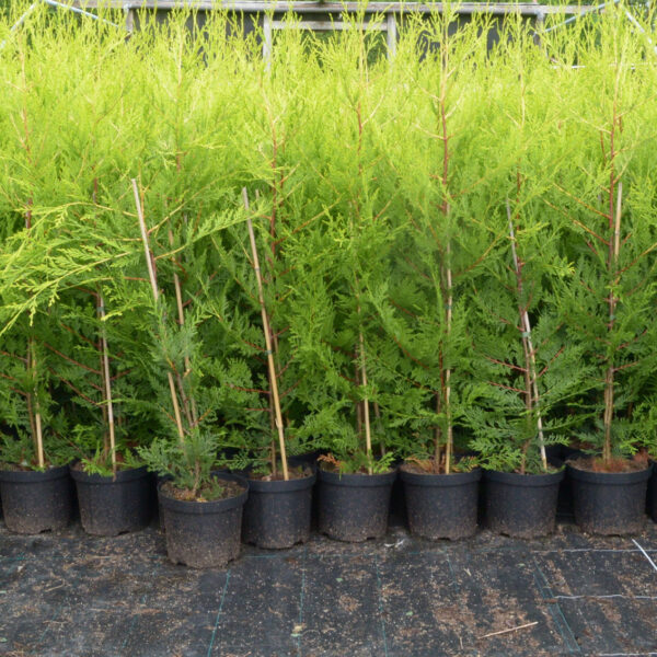 Golden Leylandii (Castlewellan Gold) Hedge Plants
