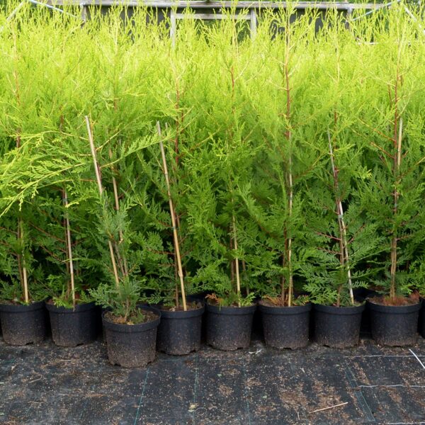 Golden Leylandii (Castlewellan Gold) Hedge Plants