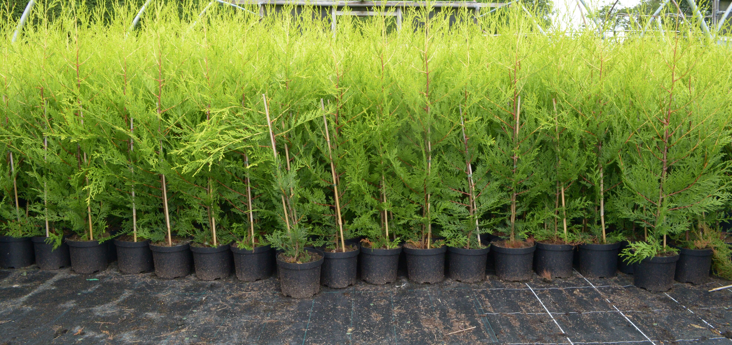 Supplier nursery photograph of golden Castlewellan conifers