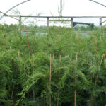 Green Leylandii Hedge Plants: Pot Grown Conifer Hedging, photograph 5