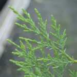 Green Leylandii Hedge Plants: Pot Grown Conifer Hedging, photograph 4