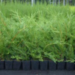 Green Leylandii Hedge Plants: Pot Grown Conifer Hedging, photograph 1