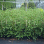 Green Leylandii Hedge Plants: Pot Grown Conifer Hedging, photograph 3