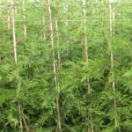 Green Leylandii Hedge Plants: Pot Grown Conifer Hedging, photograph 7