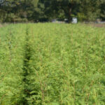 Green Leylandii Bare Root Hedging Plants (× Cuprocyparis leylandii), photograph 1