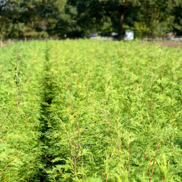 Green Leylandii Bare Root Hedging Plants (× Cuprocyparis leylandii)