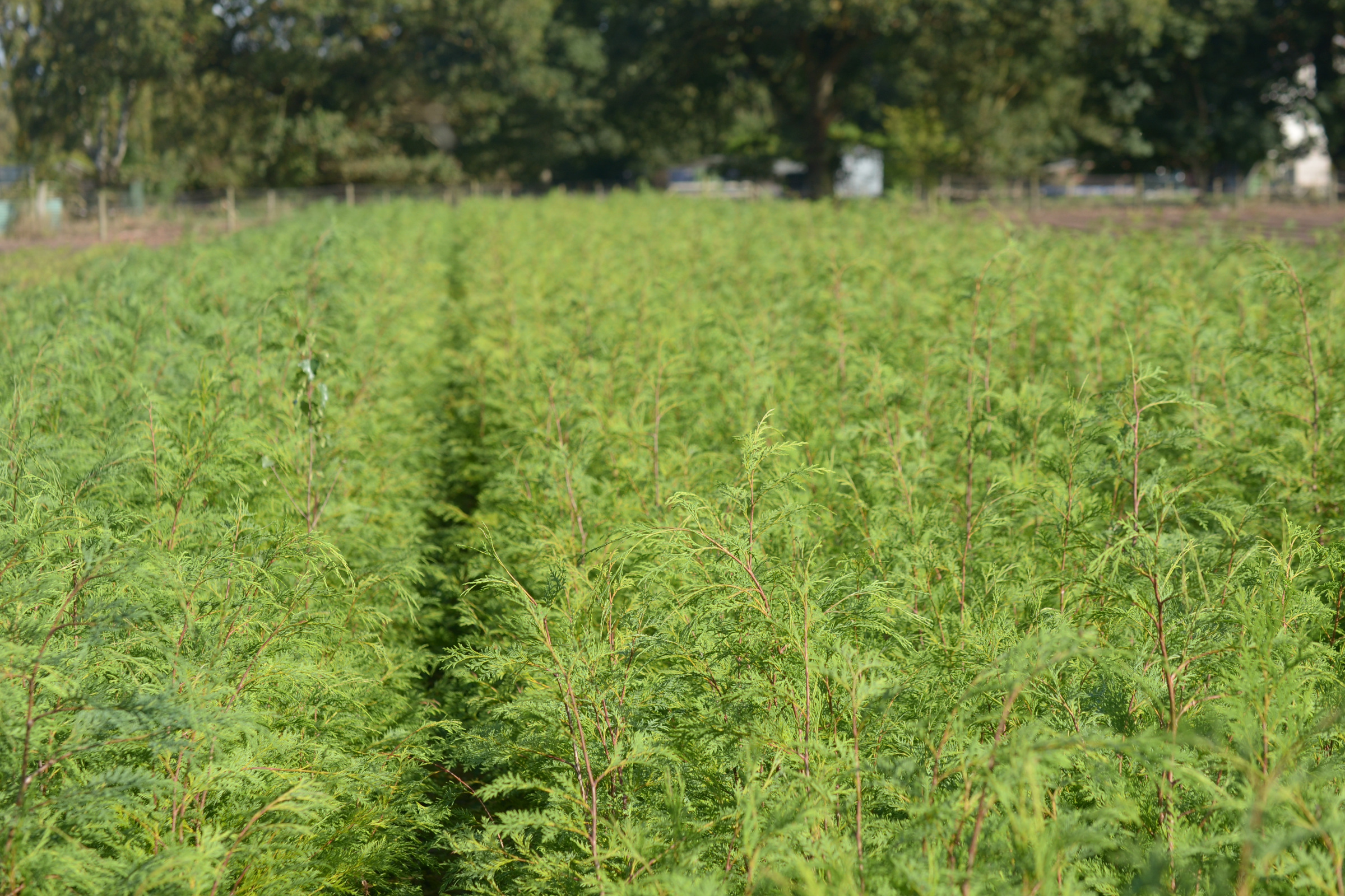 Supplier stock photograph of green leylandii grade b