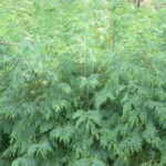 Green Leylandii Bare Root Hedging Plants (× Cuprocyparis leylandii), photograph 3