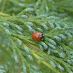 Green Leylandii Bare Root Hedging Plants (× Cuprocyparis leylandii), photograph 4