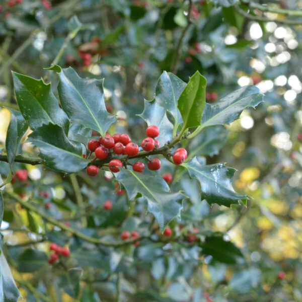 English Holly Hedge Plants (Ilex aquifolium)