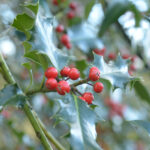 English Holly Hedge Plants (Ilex aquifolium), photograph 4