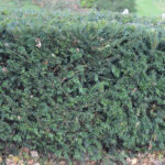 English Yew Hedge Plants (Taxus baccata Hedging), photograph 3