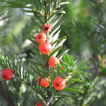 English Yew Hedge Plants (Taxus baccata Hedging), photograph 1