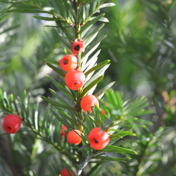 English Yew Hedge Plants (Taxus baccata Hedging)