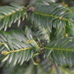 English Yew Hedge Plants (Taxus baccata Hedging), photograph 4