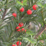 English Yew Hedge Plants (Taxus baccata Hedging), photograph 5