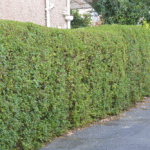 Privet Hedge Plants (Ligustrum ovalifolium), photograph 1