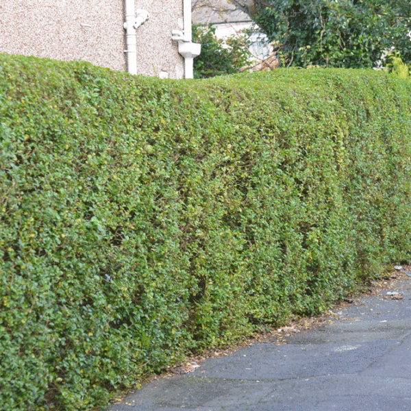Privet Hedge Plants (Ligustrum ovalifolium)