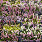 Mixed Garden Heathers for Sale, photograph 3