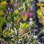 Mixed Garden Heathers for Sale, photograph 4