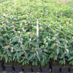 Portuguese Laurel Hedge (Prunus lusitanica) Plants, photograph 1