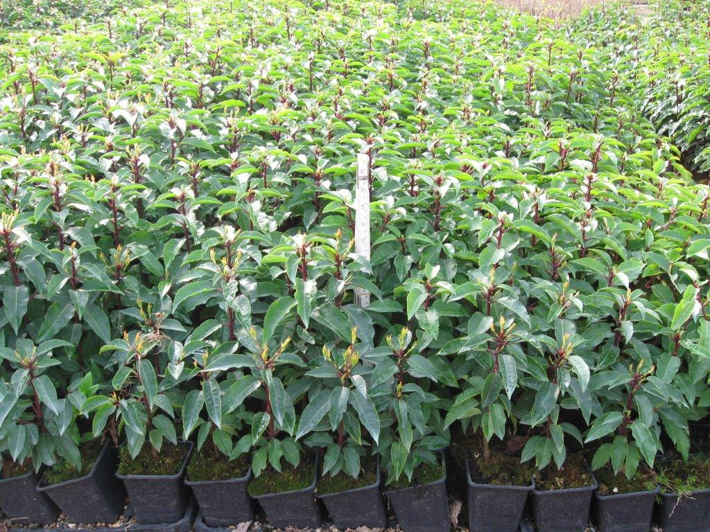 Supplier stock photograph of portuguese laurel 60-90cm
