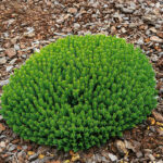 Hebe Plants for Sale: Mixed Evergreen Shrub Collection, photograph 7
