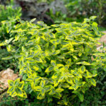 Euonymus Emerald 'n' Gold Shrubs for Sale UK, photograph 1