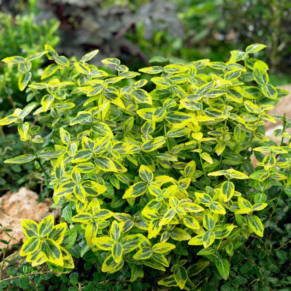 Euonymus Emerald 'n' Gold Shrubs for Sale UK
