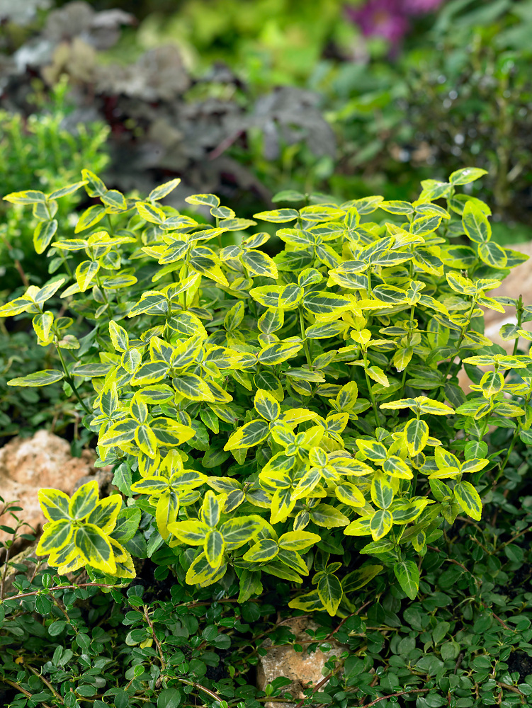 Supplier stock photograph of euonymus emerald n gold