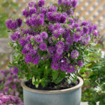 Hebe Plants for Sale: Mixed Evergreen Shrub Collection, photograph 1
