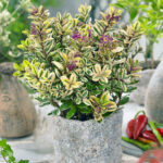 Hebe Plants for Sale: Mixed Evergreen Shrub Collection, photograph 4