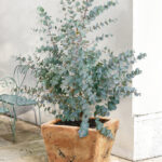 Eucalyptus gunnii (Cider Gum) Plants for Sale UK, photograph 1