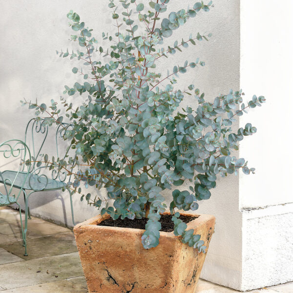 Eucalyptus gunnii (Cider Gum) Plants for Sale UK