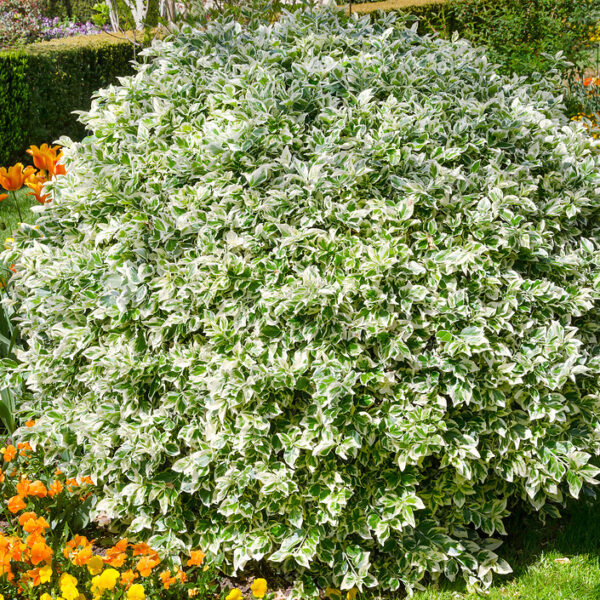 Euonymus Emerald Gaiety Shrub: Evergreen Variegated Foliage