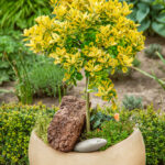 Euonymus Emerald 'n' Gold Shrubs for Sale UK, photograph 3