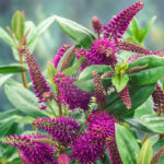 Hebe Plants for Sale: Mixed Evergreen Shrub Collection, photograph 5