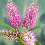 Hebe Plants for Sale: Mixed Evergreen Shrub Collection, photograph 6