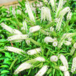 Hebe Plants for Sale: Mixed Evergreen Shrub Collection, photograph 3