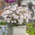 Mixed Dwarf Rhododendrons for Acidic Borders & Pots, photograph 3